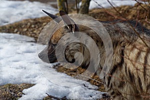 Portrait of Striped hyena Hyaena hyaena