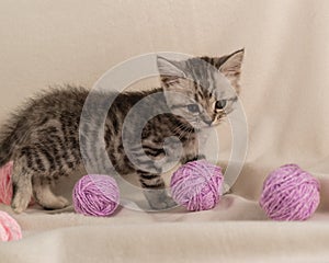 Portrait of a striped kitten on sofa with a plaid and balls of woolen lilac threads