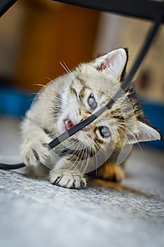 Portrait of a striped light brown one month old kitten and blue eyes biting an electrical cable, shallow depth focus