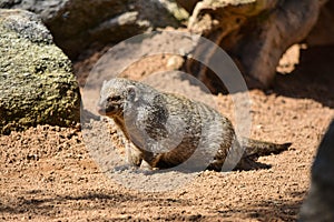 Striped mongoose Mungos mungo photo