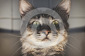 Portrait of a striped pedigreed beautiful young cat closeup.