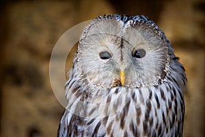 Portrait of strix uralensis or ural owl