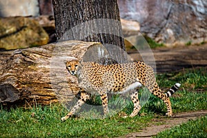 Portrait of strong and fast African cheetah, close up