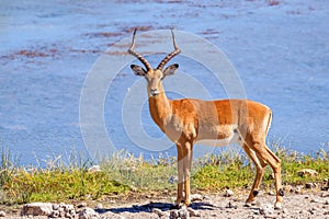 A portrait of a strong male black-faced impala looking alert, side view, Onguma Game Reserve, Namibia.