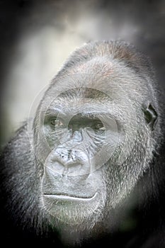 portrait of a strong male gorilla