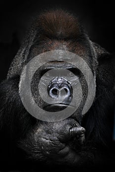 Portrait of a strong male gorilla looking suspiciously in the side