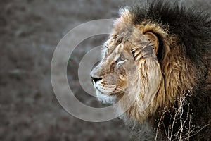 Portrait of a strong male predator lion with beautiful mane