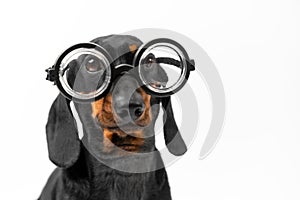Portrait of student dog with poor eyesight wearing round glasses with diopters