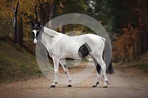 Portrait of stunning black and white pinto gelding horse on the road in autumn forest