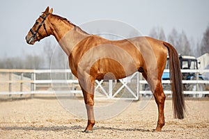 Stunning chestnut showjumping budyonny stallion sport horse in bridle in daytime photo