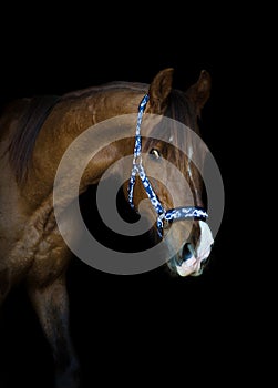 Trakehner stallion horse on black background photo