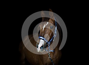 Trakehner stallion horse on black background photo