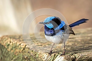 Wild Male Superb Fairy Wren, Werribee, Victoria, Australia, August 2019