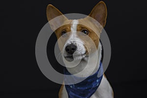 portrait of stylish basenji dog male wearing blue kerchief