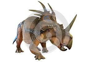 Portrait of styracosaurus isolated on white background.Styracosaurus is an herbivore dinosaur lived in cretaceous period