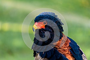 Portrait of a sub-saharan eagle