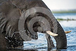 A portrait of a submerged elephant drinking and splashing water