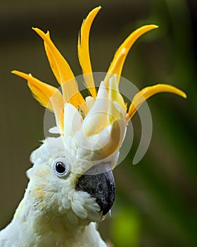 Portrait of Sulphur Crested Cockatoo photo