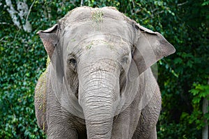 Portrait of a Sumatran elephant in the forest with green plants background