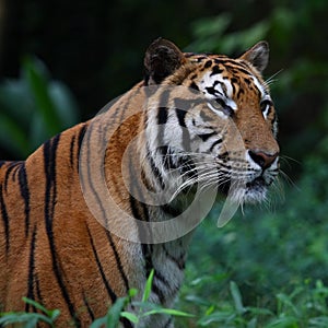 Portrait of Sumatran Tiger photo