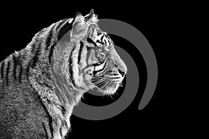 Portrait of Sumatran tiger in black and white