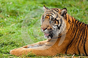 Portrait of Sumatran Tiger Lying Down