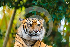 Portrait of Sumatran tiger over forest background with bokeh