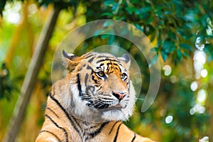 Portrait of Sumatran tiger over forest background with bokeh