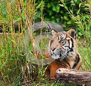 Portrait of Sumatran Tiger Panthera Tigris