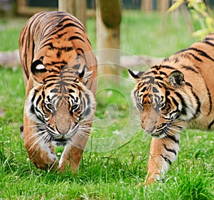 Portrait of Sumatran Tiger Panthera Tigris