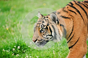 Portrait of Sumatran Tiger Panthera Tigris