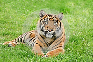 Portrait of Sumatran Tiger Panthera Tigris Sumatre