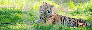 Portrait Of A Sumatran Tiger Resting