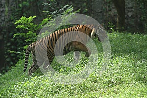 portrait of a Sumatran tiger walking in the bush