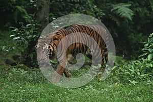 portrait of a Sumatran tiger walking in the forest