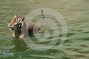 portrait of a Sumatran tiger in the water