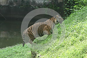 portrait of a Sumatran tiger in a zoo