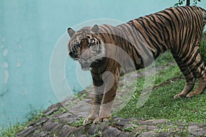 portrait of a Sumatran tiger at the zoo