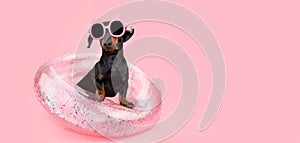 Portrait summer puppy dog inside a pink inflatable wearing pineapple sunglasses. Isolated on coral background