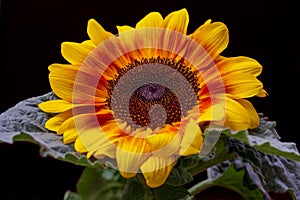 Portrait of sunflower on the black background