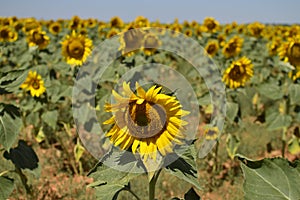 Portrait Of A Sunflower Looking At The Sun With Many More Sunflowers Behind. Nature, Plants, Food Ingredients, Landscapes.