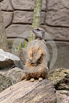 Portrait of Suricata suricatta, African native animal, small carnivore belonging to the mongoose family