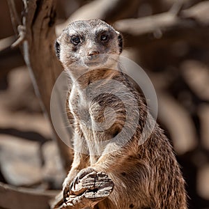 Portrait of a suricata whatching straight