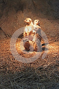 Portrait of Suricate fSuricata suricatta amilly