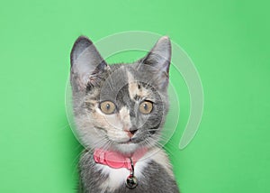 portrait of a surprised calico kitten wearing a pink collar with bell