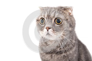 Portrait of a surprised cat breed Scottish Fold.