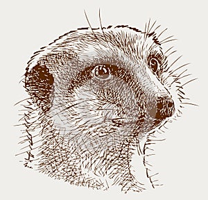 Portrait of a surprised mongoose
