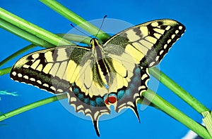 Portrait of a Swallowtail butterfly, wings open.