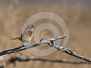 Portrait of a Swamp Sparrow