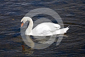 Portrait of a swan